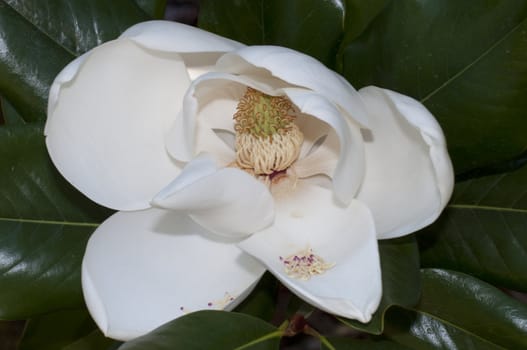 Flower of the Magnolia grandiflora, the Southern magnolia or bull bay, tree of the family Magnoliaceae