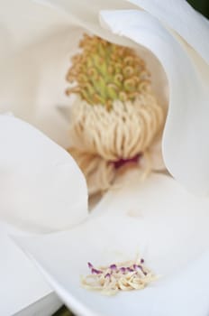 Flower of the Magnolia grandiflora, the Southern magnolia or bull bay, tree of the family Magnoliaceae