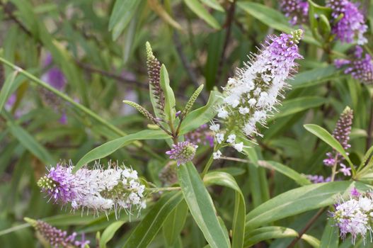 White and pink flowers in a spike