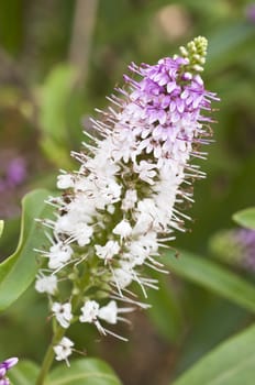 White and pink flowers in a spike