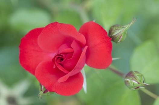 Red rose and buds with green background