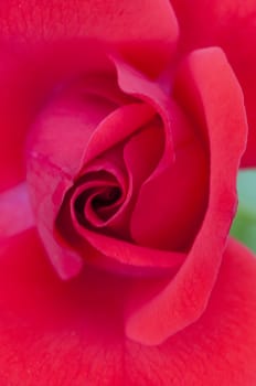 Red rose closeup with soft background