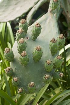 Prickly pears of Opuntia ficus/indica