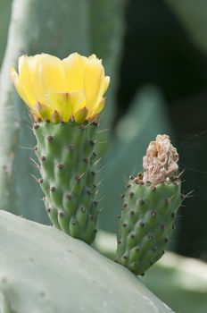 Prickly pear yellow flower of Opuntia ficus/indica