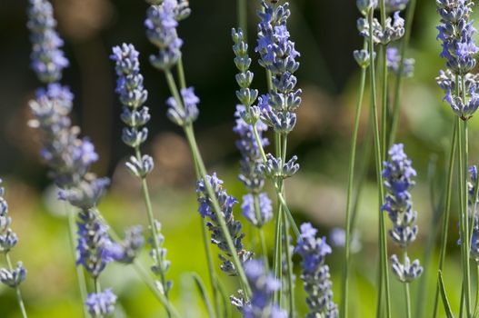 Lavander flower field in summer in green background