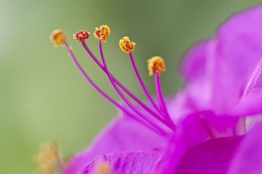 Closeup of the four-o'clock flower, Mirabilis jalapa