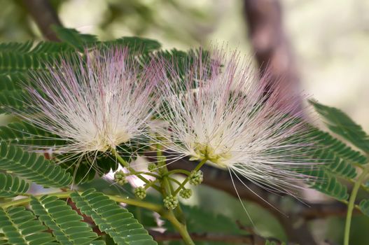 Green leaves in sun back light of Albizia julibrissin, Persian silk tree or pink siris, or Lenkoran acacia or bastard tamarind, silk tree or mimosa