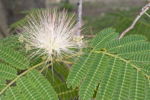 Green leaves in sun back light of Albizia julibrissin, Persian silk tree or pink siris, or Lenkoran acacia or bastard tamarind, silk tree or mimosa