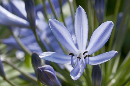 Ornamental blue allium flowers in backlight