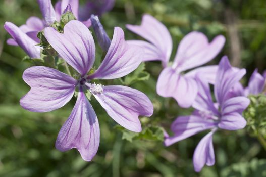 Flowers of Mauve under a summer, midday sun