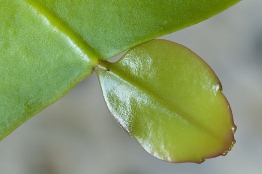 Closeup of a succulent plant shining leaf