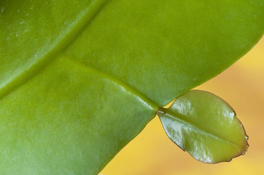 Closeup of a succulent plant shining leaf