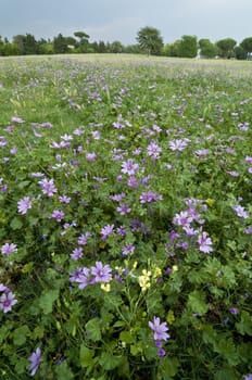 Field of green, yellow and pink flowers  in summer