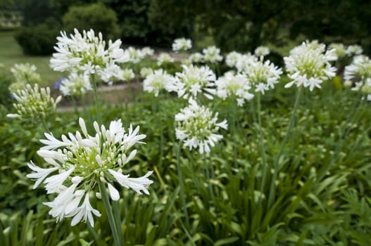 Ornamental white allium flowers in summer light