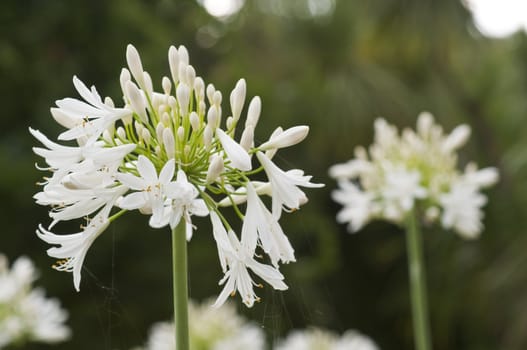 Ornamental white allium flowers in summer light