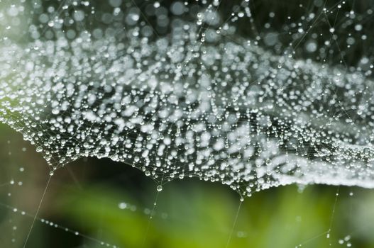 Spider web with dew drops in back light
