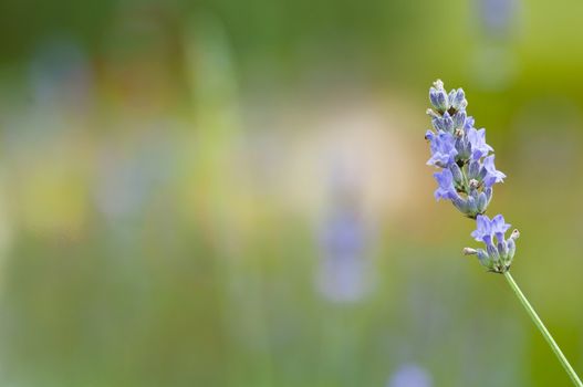 Lavander flower field in summer in green background