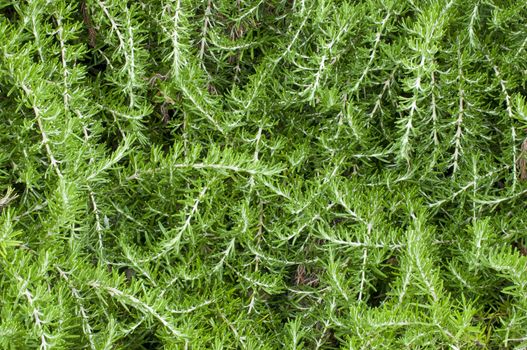 Plants of Rosemary in Summer full bloom