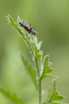 Dipteron fly perched on a green leaf