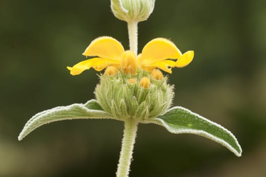 Leaves and Yellow flowers of an ornamental Sage