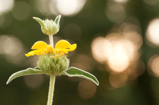 Leaves and Yellow flowers of an ornamental Sage