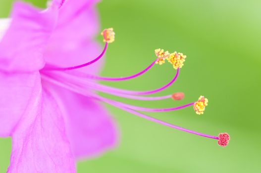 Closeup of the four-o'clock flower, Mirabilis jalapa