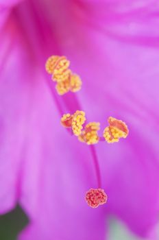 Closeup of the four-o'clock flower, Mirabilis jalapa