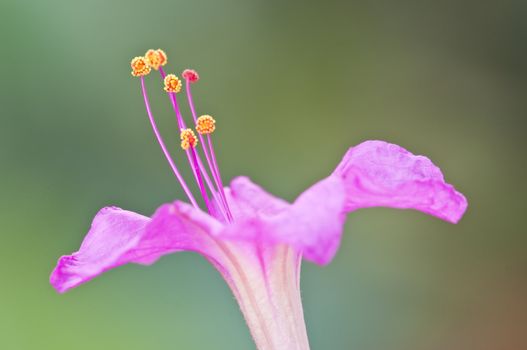 Closeup of the four-o'clock flower, Mirabilis jalapa