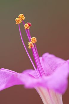 Closeup of the four-o'clock flower, Mirabilis jalapa