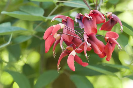Red tropical flowers with green background