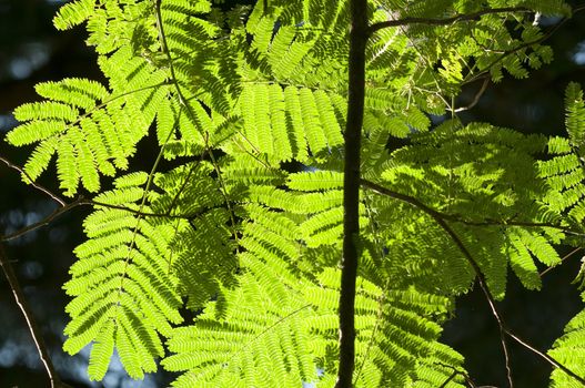 Green leaves in sun back light of Albizia julibrissin, Persian silk tree or pink siris, or Lenkoran acacia or bastard tamarind, silk tree or mimosa