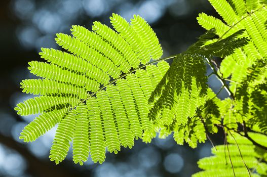Green leaves in sun back light of Albizia julibrissin, Persian silk tree or pink siris, or Lenkoran acacia or bastard tamarind, silk tree or mimosa