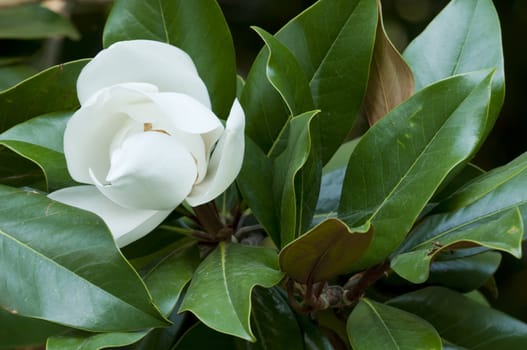 Flower of the Magnolia grandiflora, the Southern magnolia or bull bay, tree of the family Magnoliaceae