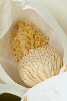 Flower of the Magnolia grandiflora, the Southern magnolia or bull bay, tree of the family Magnoliaceae