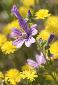 Flowers of Mauve under a summer, midday sun and among dandelions