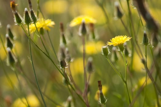 Flowers of Dadelion under a summer midday sun