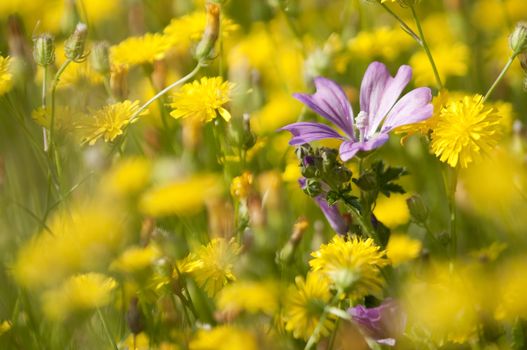 Flowers of Mauve under a summer, midday sun and among dandelions
