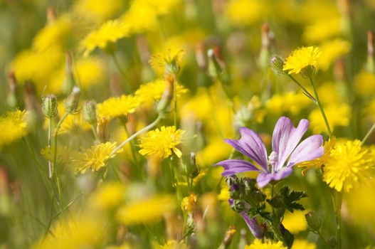 Flowers of Mauve under a summer, midday sun and among dandelions