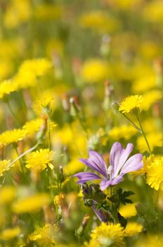 Flowers of Mauve under a summer, midday sun and among dandelions