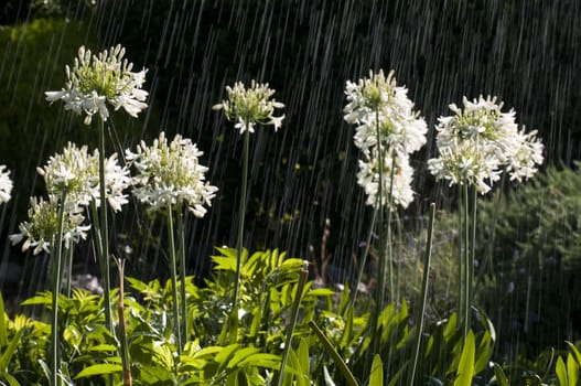 Ornamental white Allium flowers under a summer rain