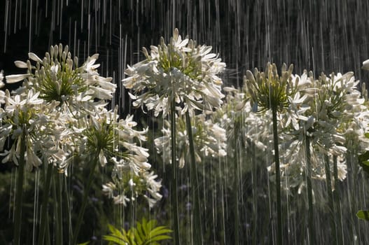 Ornamental white Allium flowers under a summer rain