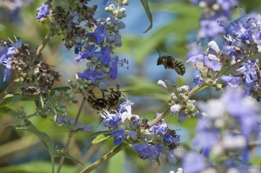 Mating of a bee-like fly, dipteron