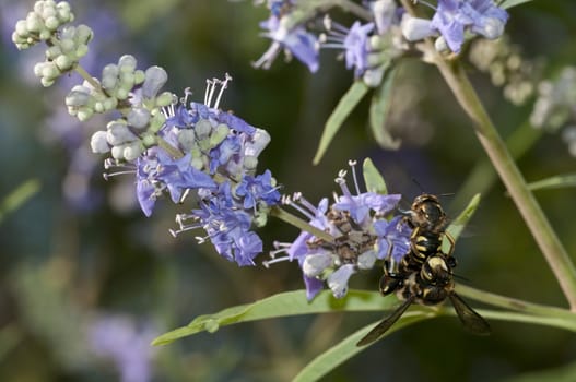 Mating of a bee-like fly, dipteron