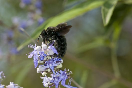 Mating of a bee-like fly, dipteron