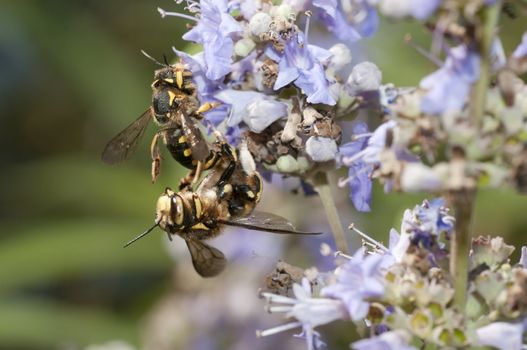 Mating of a bee-like fly, dipteron