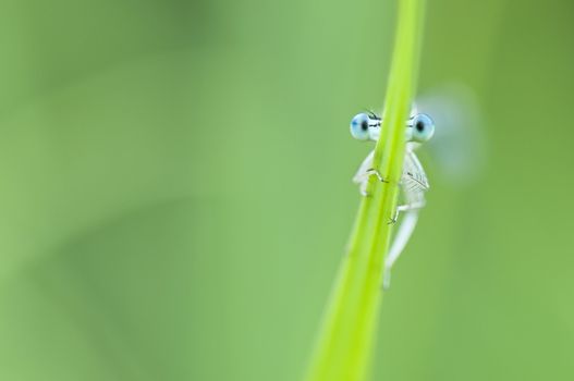 Blue damselfly hiding behind a blade of grass