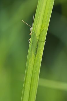 Grasshopper hiding behind a blade of grass