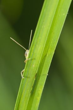 Grasshopper hiding behind a blade of grass