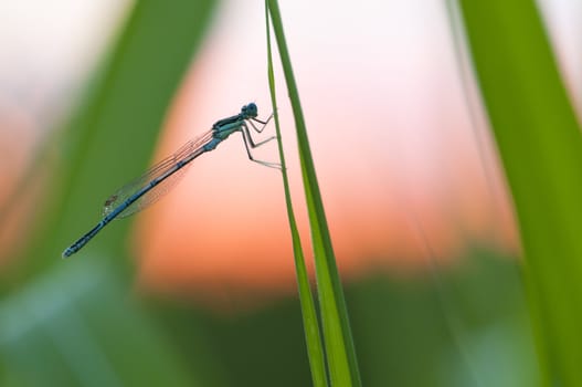 Damselfly resting on a blade of grass at sunset