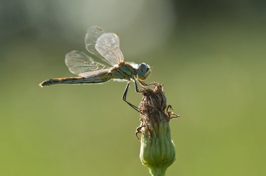 Dragonfly perched on a grass bud with green background